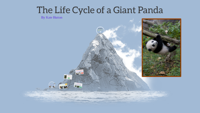 Pandas Life Cycle