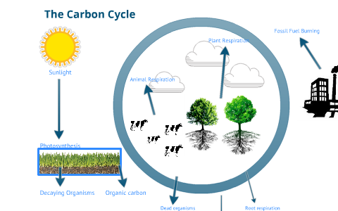 Carbon Cycle by Nara Smith on Prezi