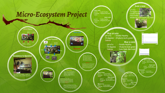 MicroEcosystem Project by Paul Melnik