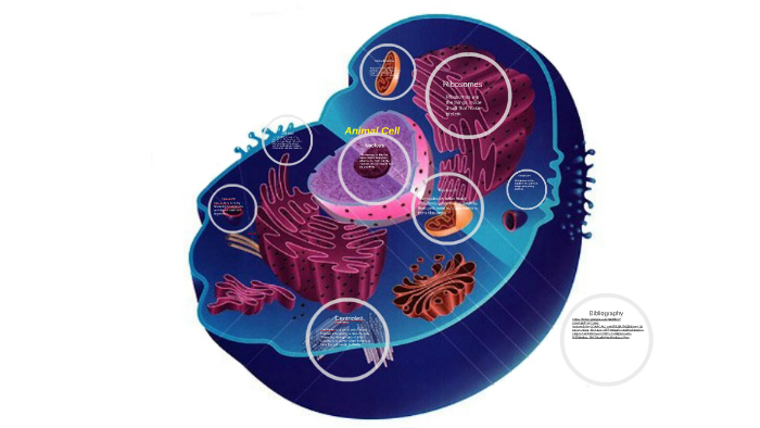 Animal Cell by on Prezi