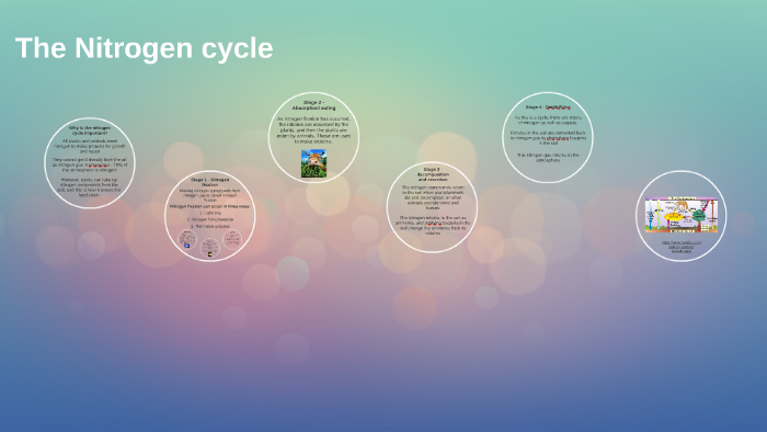 Nitrogen cycle and carbon cycle by Heather Thorn on Prezi