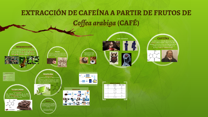 EXTRACCIÓN DE CAFEÍNA A PARTIR DE FRUTOS DE Coffea arabiga ( by Karen