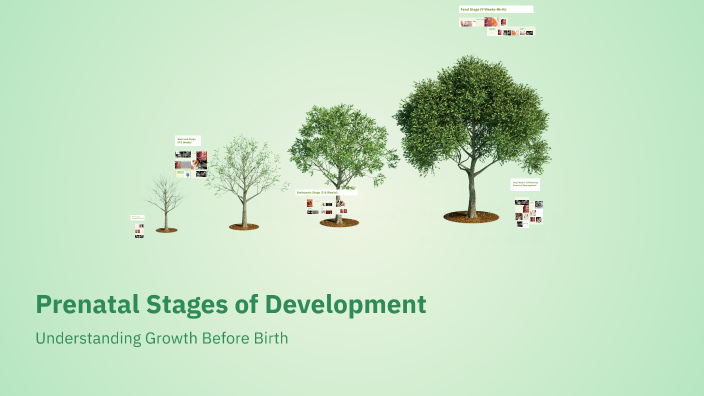 Prenatal Stages of Development by Boby Mathew on Prezi