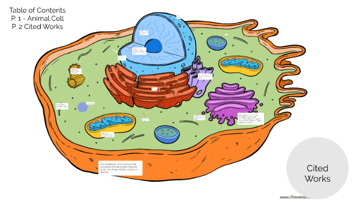 Animal Cell by Tia Knight on Prezi