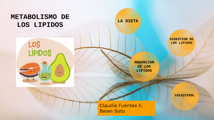 METABOLISMO DE LIPIDOS by Claudia Alexandra Fuentes E. on Prezi