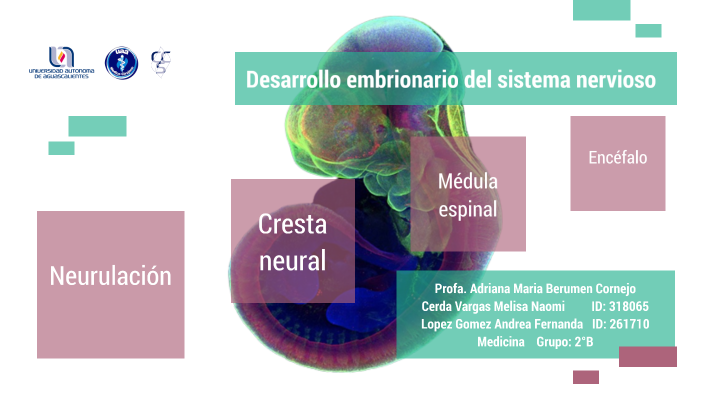 Desarrollo Del Sistema Nervioso By Melisa Naomi Cerda Vargas On Prezi 0401