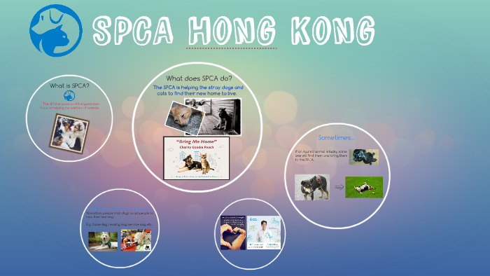 SPCA Hong Kong By Amy Li