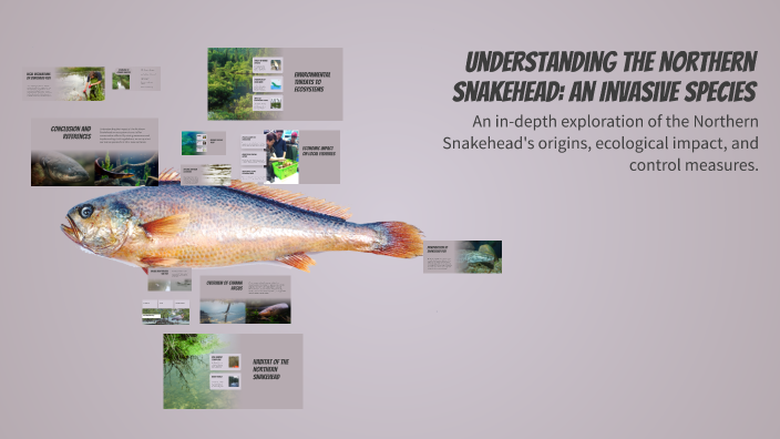 Understanding the Northern Snakehead: An Invasive Species by Jay ...
