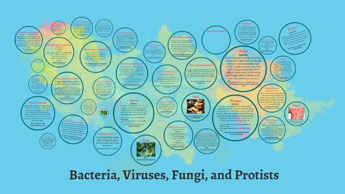 Bacteria Viruses Fungi And Protists By Payton On Prezi