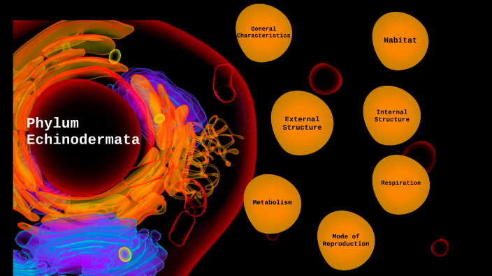 Phylum Echinodermata by Ninin Perez on Prezi