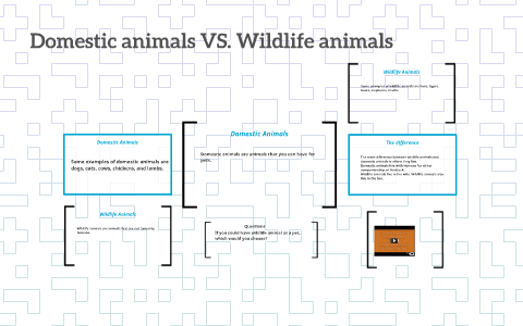 Domestic animals VS. Wildlife animals by Amy Jones