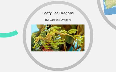 Leafy Sea Dragon By Caroline Dragani On Prezi