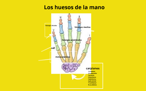 ossos de la mà by gemma marrades on Prezi