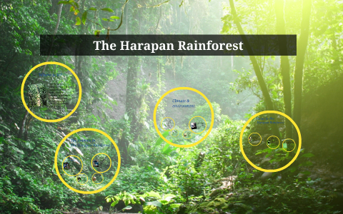 The Harapan Rainforest by Reianna Agnihotri