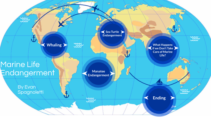 Marine Life Endangerment by evan spagnoletti