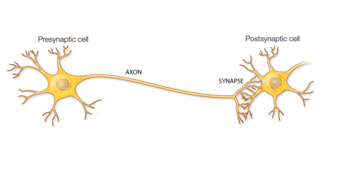 synaptic connections by Theresa Horstman on Prezi