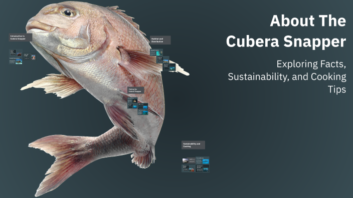 About The Cubera Snapper by nate wong on Prezi