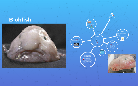 What Do Blobfish Eat? - American Oceans