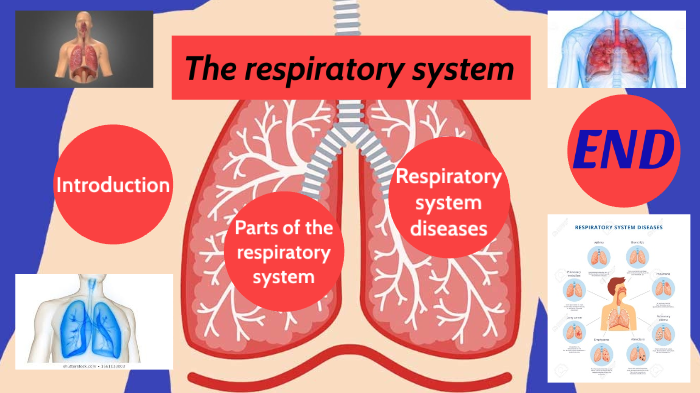 Respiratory system by Francesca Grasso on Prezi