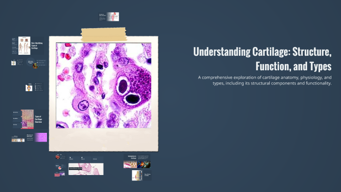 Cartilage Function Understanding Cartilage: Structure, Function, and Types by Yasir ...
