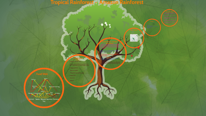 Tropical Rainforest - Amazon Rainforest by Ngozi Osode on Prezi
