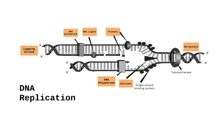 DNA replication by Lia Gadot on Prezi