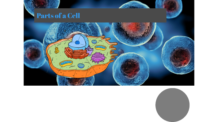 Parts Of A Cell 8 23 By Brandi Hebert On Prezi   4xsgh63ws2cscc27a3fdxxzep76jc3sachvcdoaizecfr3dnitcq 3 0 