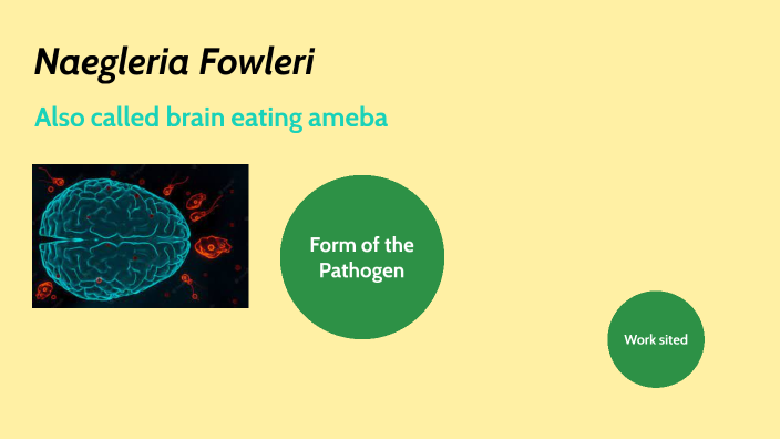 Naegleria Fowleri by VitoDorito Xian on Prezi