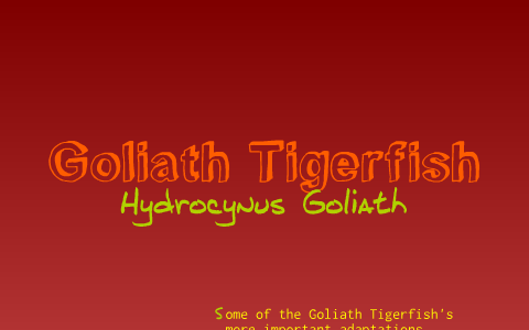 Giant Tigerfish - Encyclopedia of Life