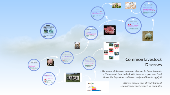 common-livestock-diseases-by-emily-ashford