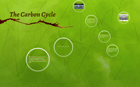 The Carbon Cycle by Shawna Wilson on Prezi