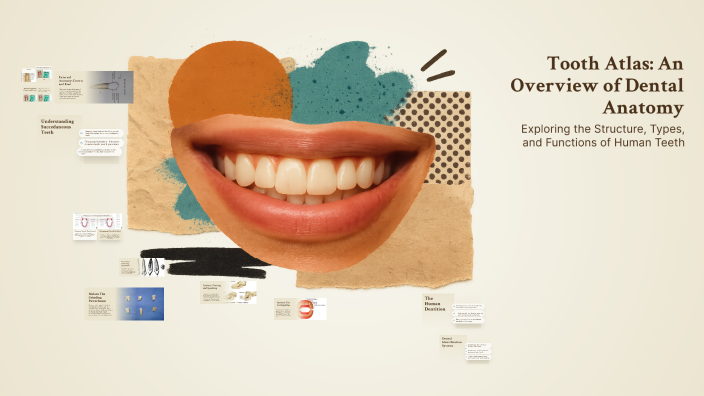 Tooth Atlas: An Overview of Dental Anatomy by Theresa King on Prezi