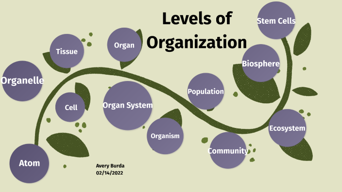 Levels of Organization by Avery Burda [STUDENT] on Prezi