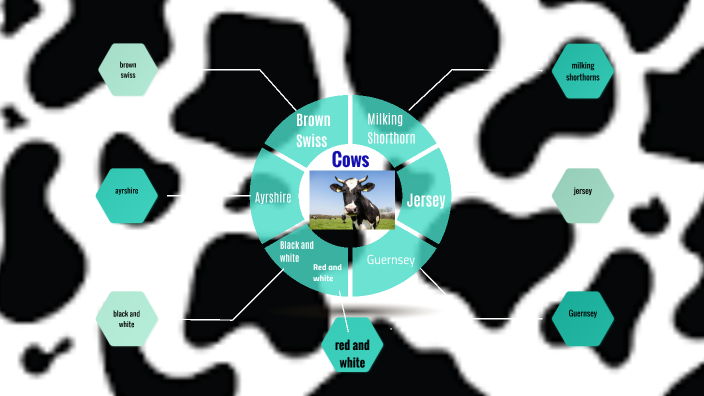 Cows by Jackalyn Paulson on Prezi