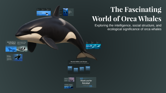 The Fascinating World of Orca Whales by Albusaidi on Prezi