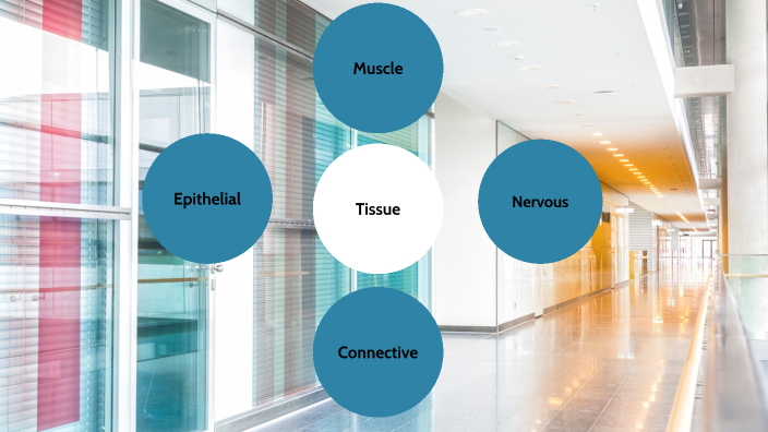 Tissue Mind Map by Tala Awad on Prezi Next