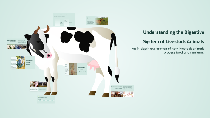 Understanding the Digestive System of Livestock Animals by Archie ...