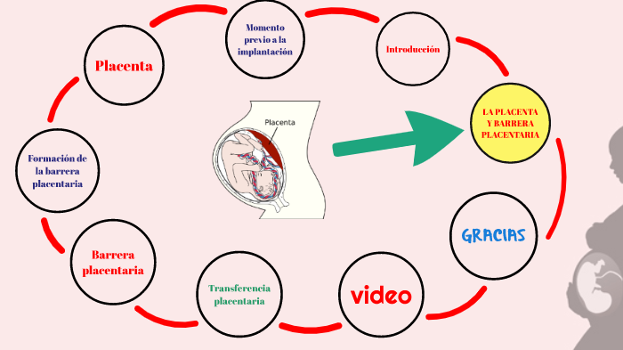 placenta y barrera placentaria by Maylin Ortega Arriaga