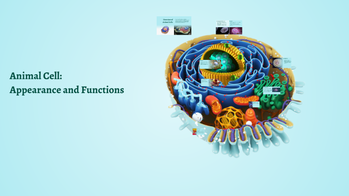 Understanding Animal Cells: Parts and Functions by Sebastian Lupo on Prezi
