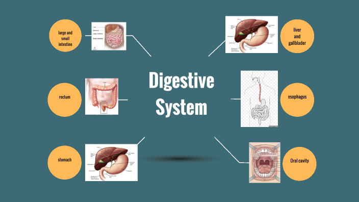 digestive system by Nour Morales-burnett on Prezi