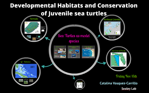 Developmental Habitats of Juvenile sea turtles and Conservat by ...