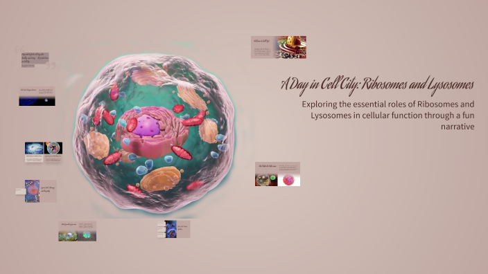A Day in Cell City: Ribosomes and Lysosomes by Shamma Alsereidi on Prezi