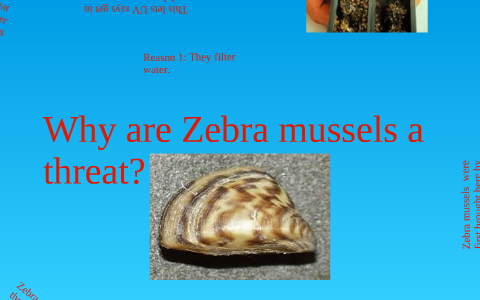 Why are Zebra Mussels a Threat? by Matthew Kwan on Prezi
