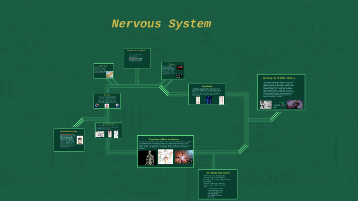 Nervous System by Olivia Olmedo on Prezi