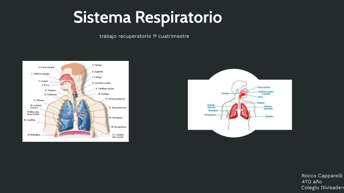 Sistema respiratorio by Rocco Capparelli