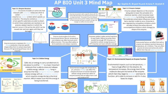 AP Bio Unit 3 Mind Map by Bryant Neyra on Prezi