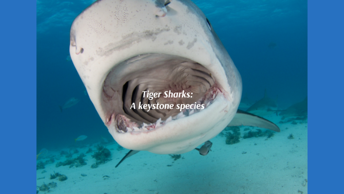 Tiger Sharks: A Keystone Species by Alexandra Zelcer on Prezi