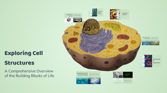 Zain Cell Lab Exploring Cell Structures by Zain Almasri on Prezi
