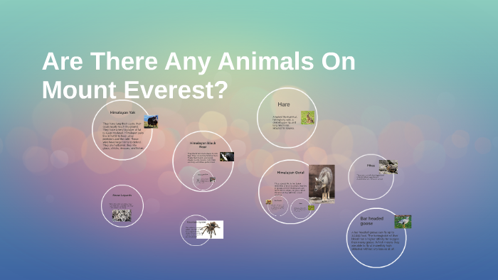 are-there-any-animals-on-mount-everest-by-deb-long