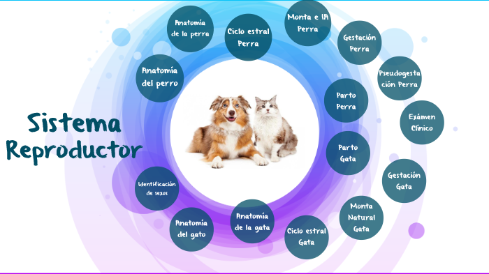Sistema Reproductor caninos felinos by Fabiola Arce